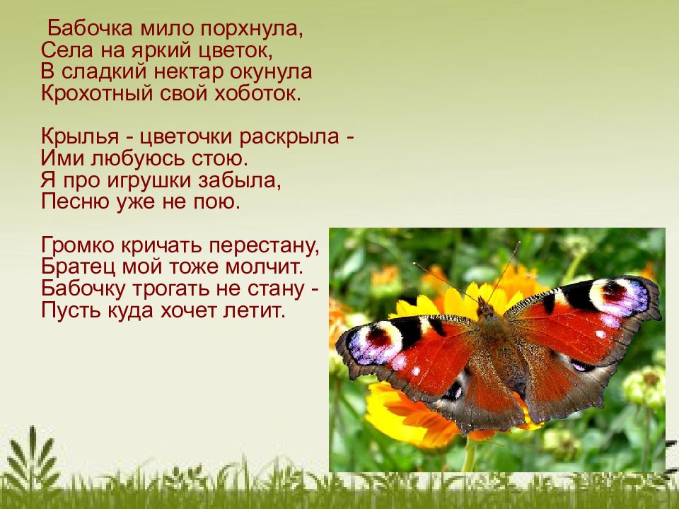 Бабочка поет песня. Стихотворение бабочка. Стих про бабочку. Стих про бабочку короткий. Стихотворение про бабочку для детей.