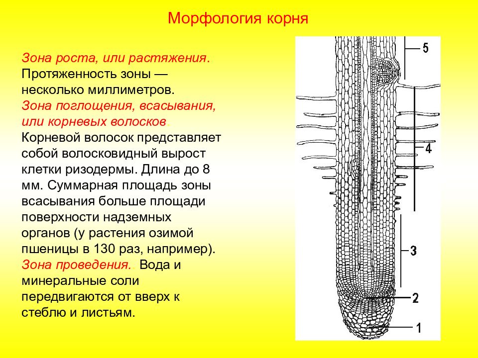 Рассмотри рисунок и расставь зоны корня в верной последовательности