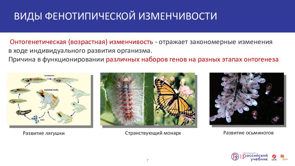 Форма фенотипической изменчивости. Фенотипическая изменчивость примеры. Онтогенетическая изменчивость. Онтогенетическая изменчивость примеры. Примеры фенотипической изменчивости у человека.