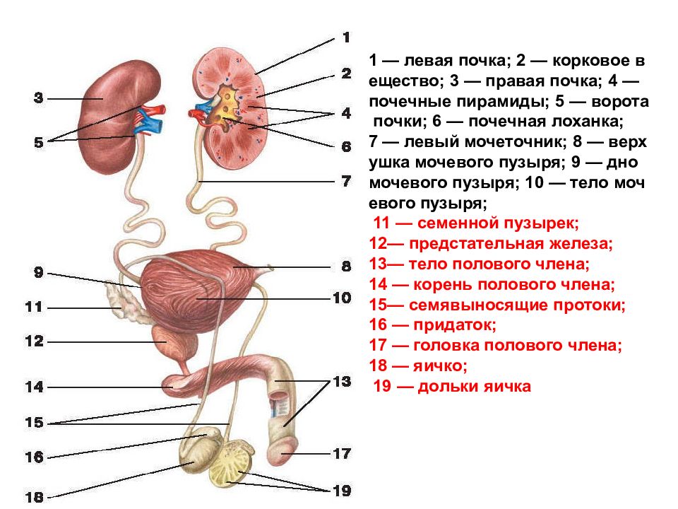 Мочеполовая система человека презентация