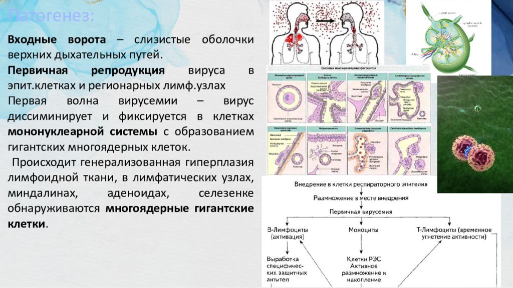 Презентация вирус кори