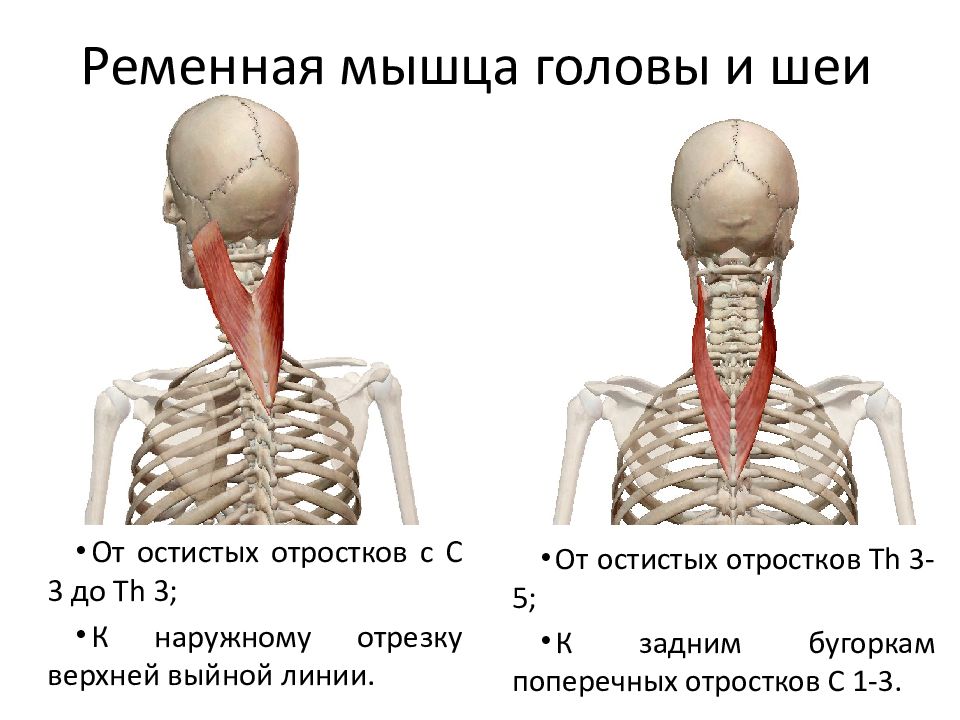 Болит голова и мышцы шеи. Ременная мышца шеи иннервация. Ременная мышца головы и шеи анатомия. Ременная мышца головы иннервация. Ременная мышца шеи функции.