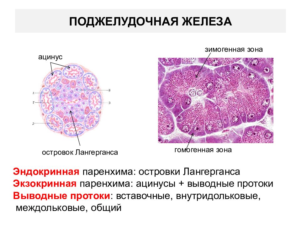 Рисунок островки лангерганса