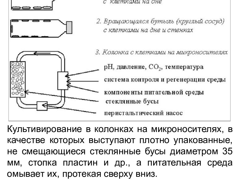 Способны жить и размножаться только в клетках других организмов картинки