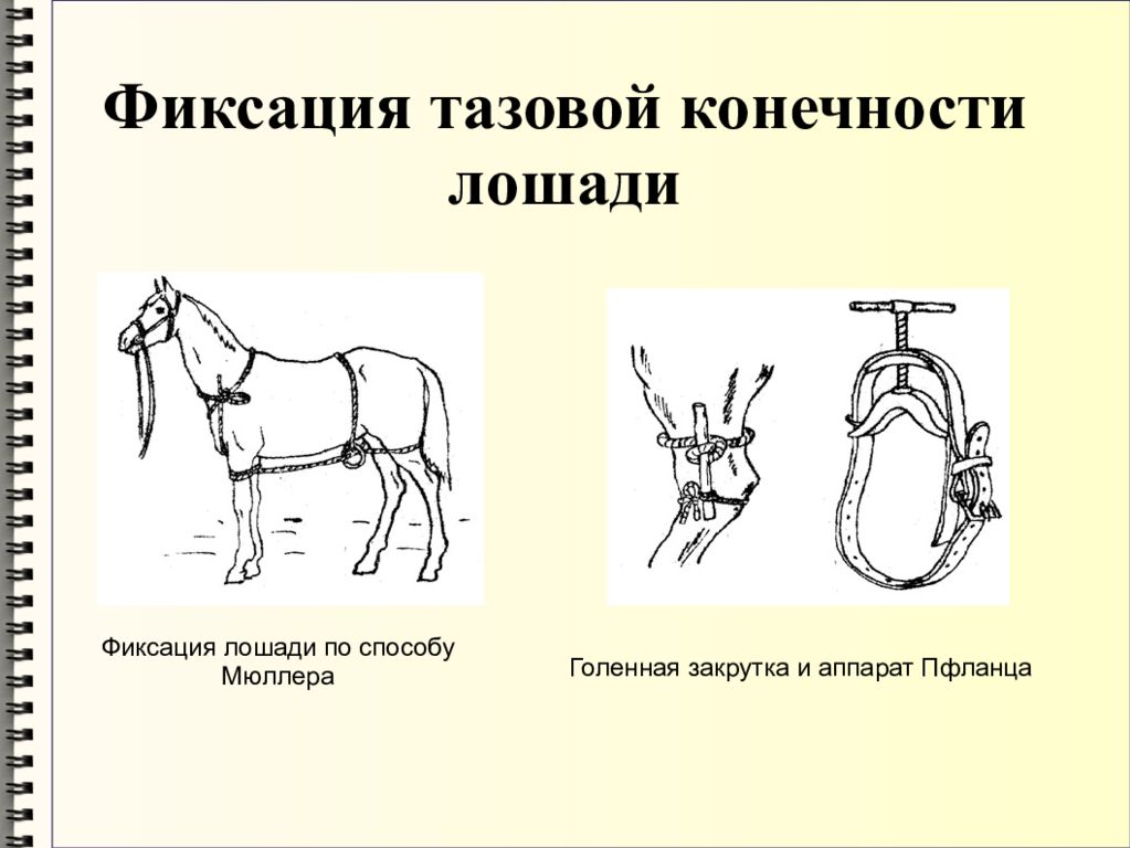 Фиксация это. Методы фиксации лошадей. Механические способы фиксации лошадей повалы. Фиксация тазовой конечности лошади. Фиксация грудной конечности лошади.