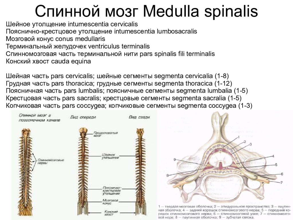 Передний столб спинного мозга. Утолщения спинного мозга. Шейное утолщение спинного мозга. Центры спинного мозга. Поясничное утолщение спинного мозга.