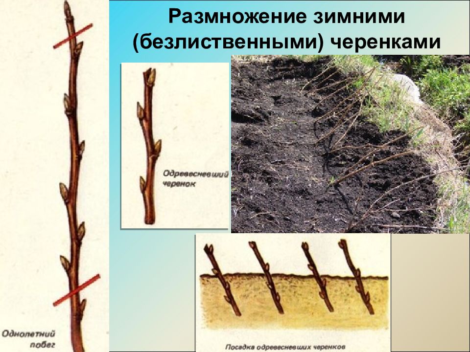 Корнеобразование черенков туи западной. Туя смарагд укоренить черенки. Укоренить черенки туи. Размножение туи черенками. Можжевельник обыкновенный черенкование.