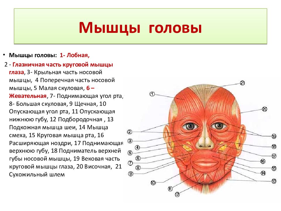 Строение головы человека анатомия рисунок с подписями