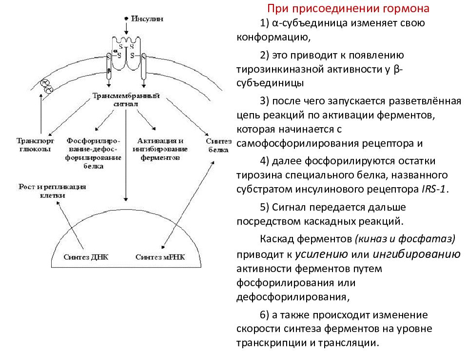 Рецепторы гормонов