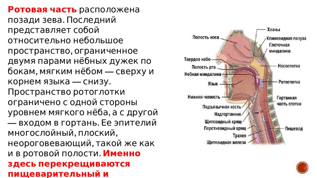 Трахея и пищевод схема у человека фото