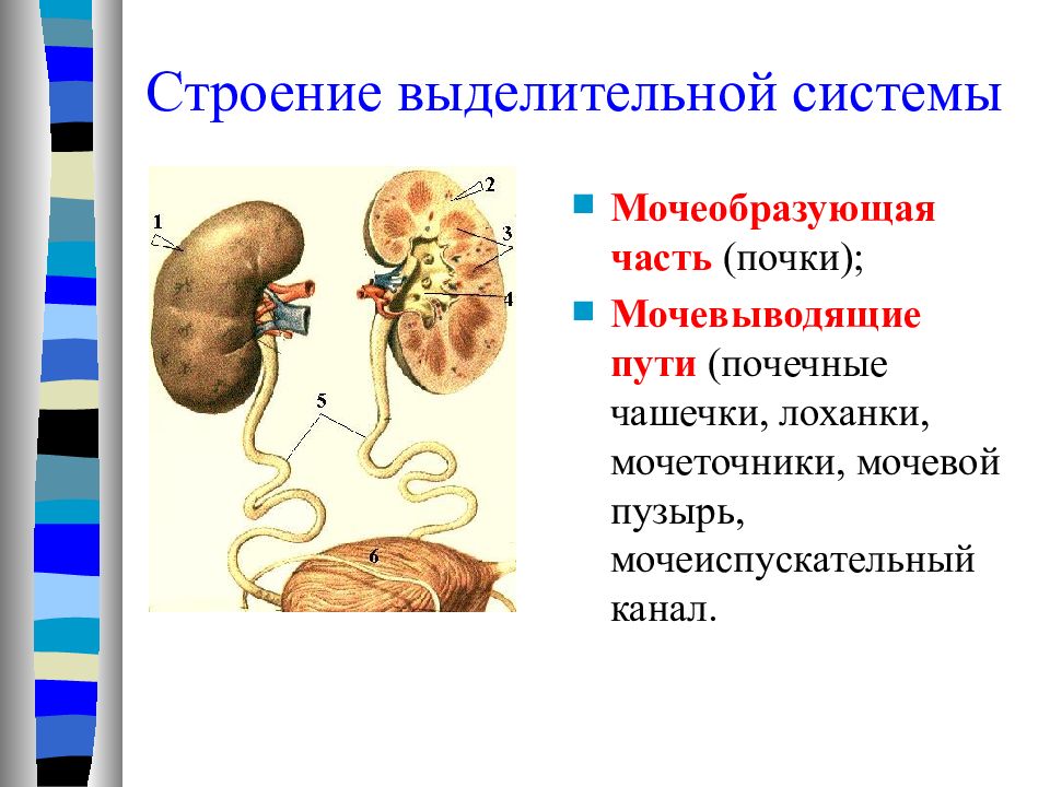 Строение почечной системы. Почечные чашечки и лоханки. Кожа выделительная система. Мочевыделительная система и кожа 8 класс.