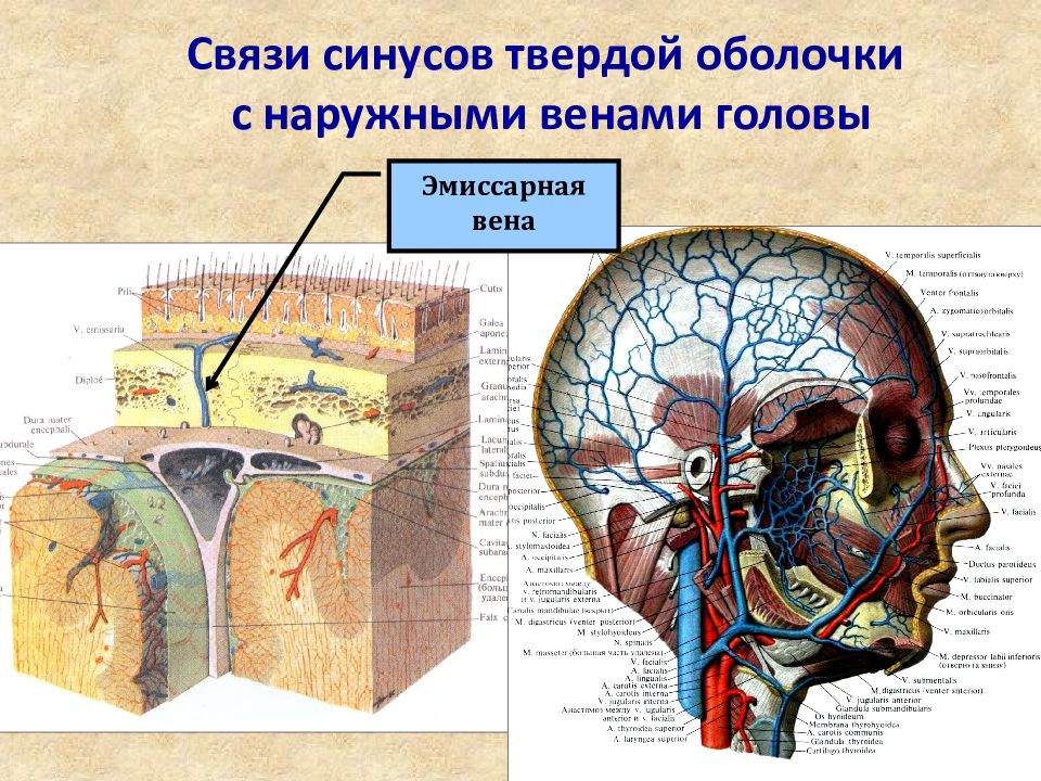 Презентация органы головы и шеи