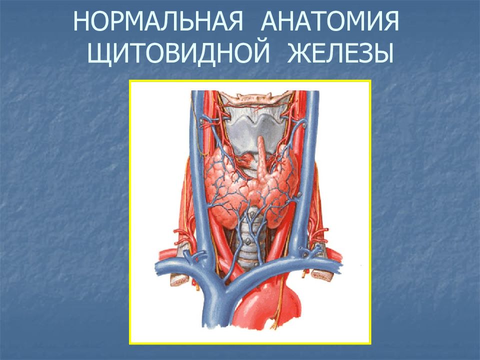 Анатомия щитовидной железы презентация