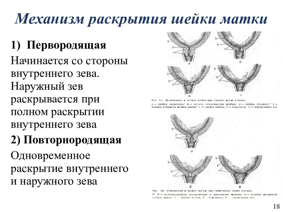 Схема регуляции сократительной деятельности матки