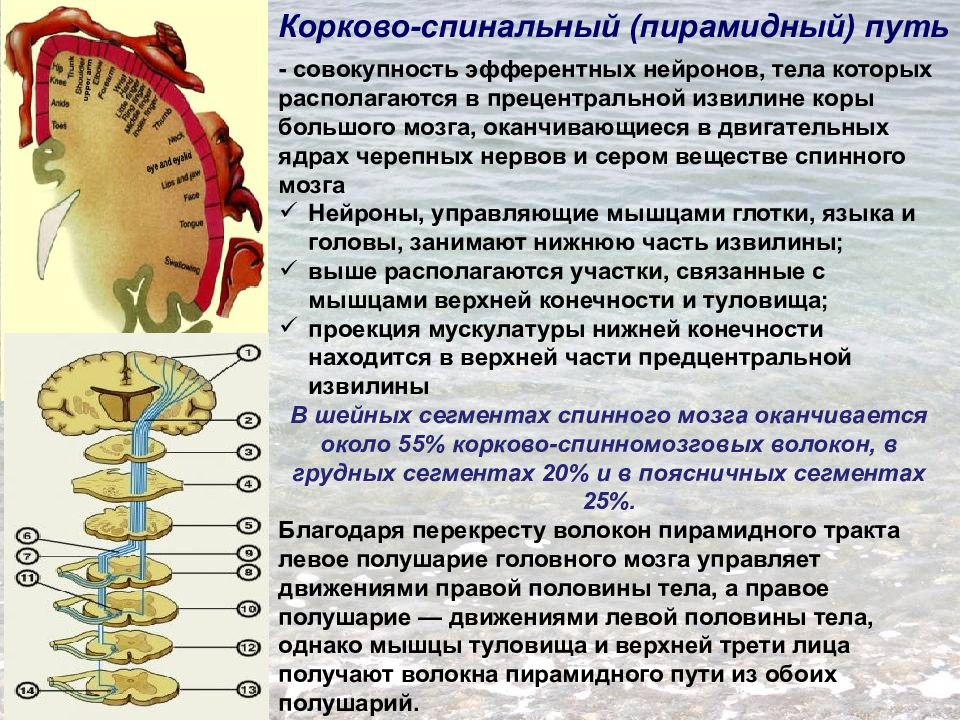 Кортико спинальный путь схема