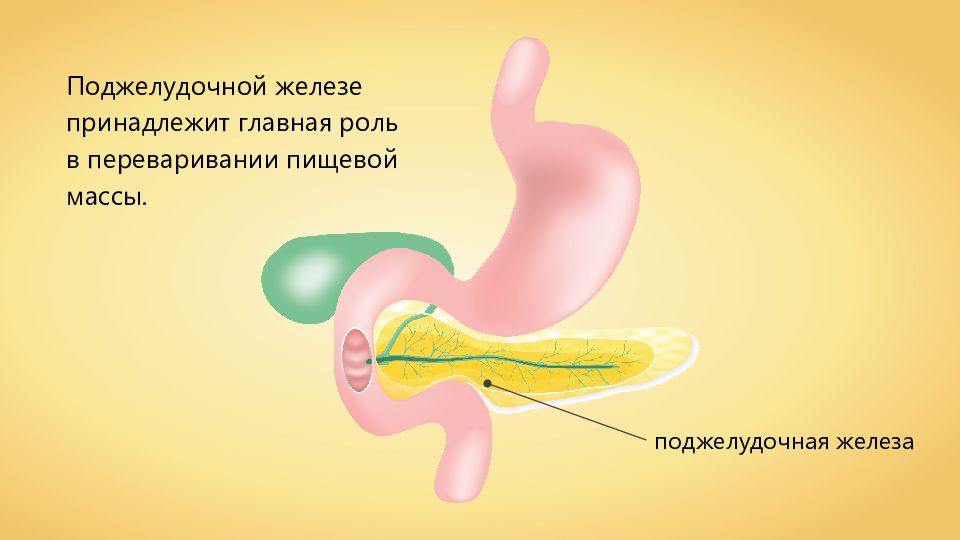 Желудок 2. Поджелудочная железа биология 8 класс. Строение поджелудочной железы 8 класс. Поджелудочная железа презентация. Поджелудочная железо билогия.