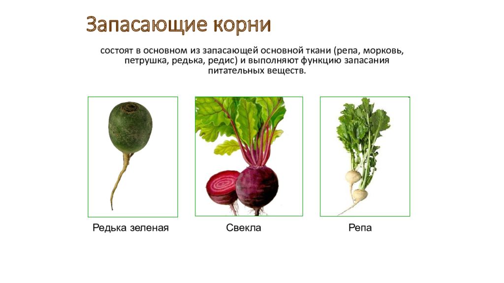 Выберите из предложенных терминов. Видоизменение корня редиса. Корнеплод это видоизменение. Корнеплод редиса это видоизменение. Видоизменение корня свеклы.