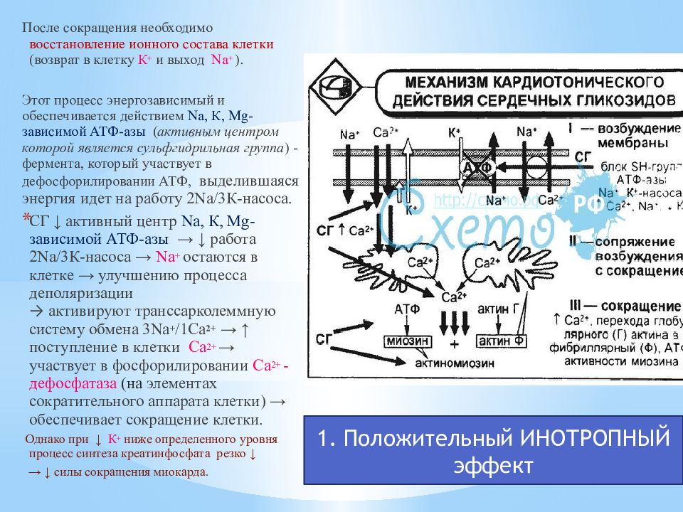 Механизм действия кардиотонических средств. Ионный состав. Кардиотонические средства фармакология презентация. Кардиотоники механизм действия.