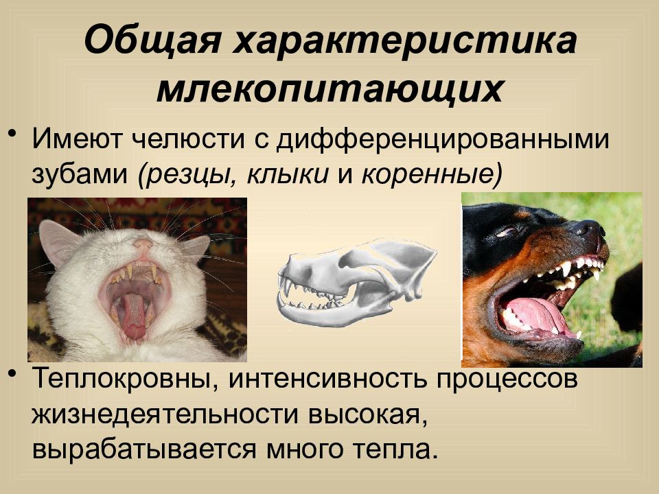 Почему зубы млекопитающих отличаются. Характеристика млекопитающих. Общая характеристика млеко. Класс млекопитающие общая характеристика. Дифференцированные зубы у млекопитающих.