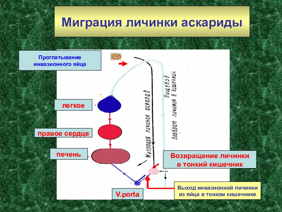 Схема миграции личинок аскариды в организме человека