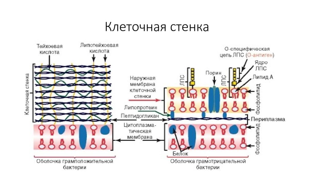 Клеточная стенка состоит из пептидогликана. Клеточная стенка: пептидогликан (муреин). Строение пептидогликана клеточной стенки. Стенка бактерии пептидогликан. Строение пептидогликана клеточной стенки бактерий.