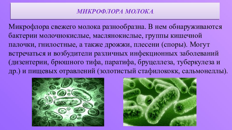 Кишечная группа бактерий. Микрофлора молока и молочных продуктов микробиология. Молочнокислые бактерии микробиология. Неспецифическая микрофлора молока. Микрофлора молока микробиология.