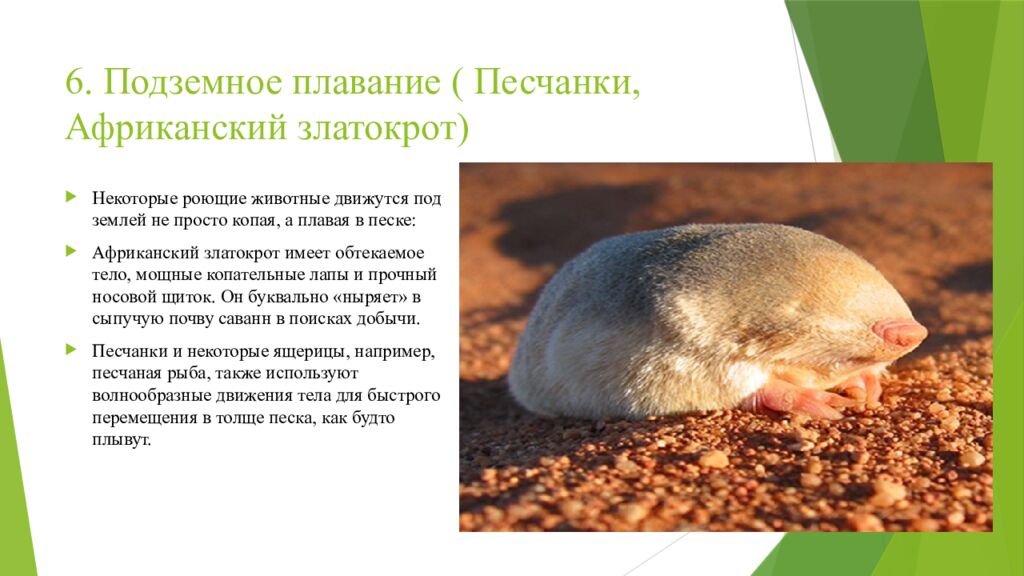 6. Подземное плавание ( Песчанки, Африканский златокрот)