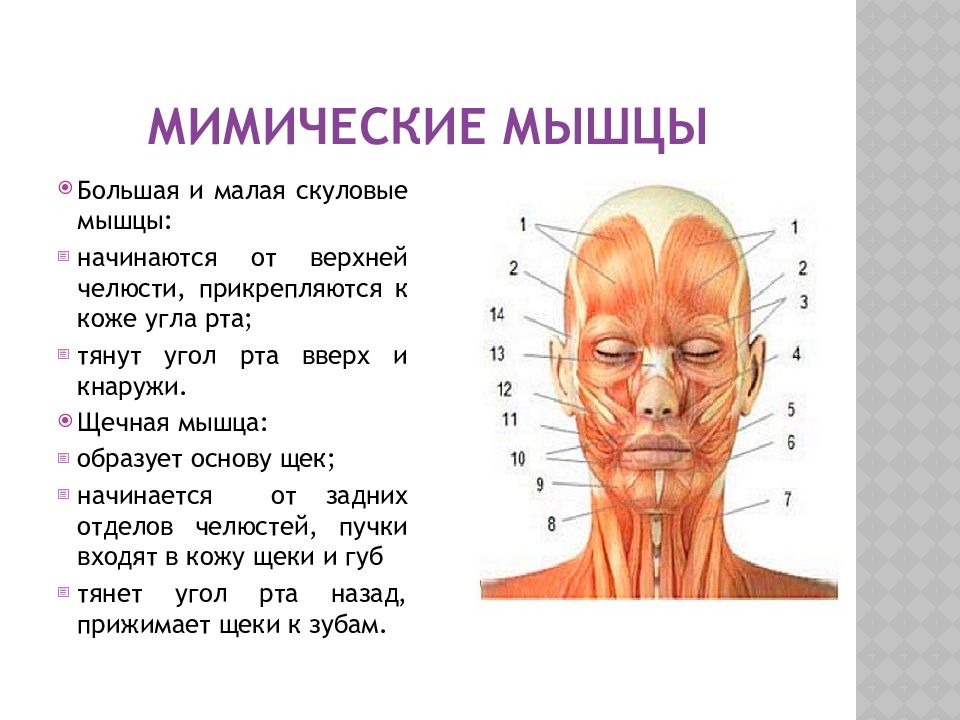 Мимические мышцы презентация