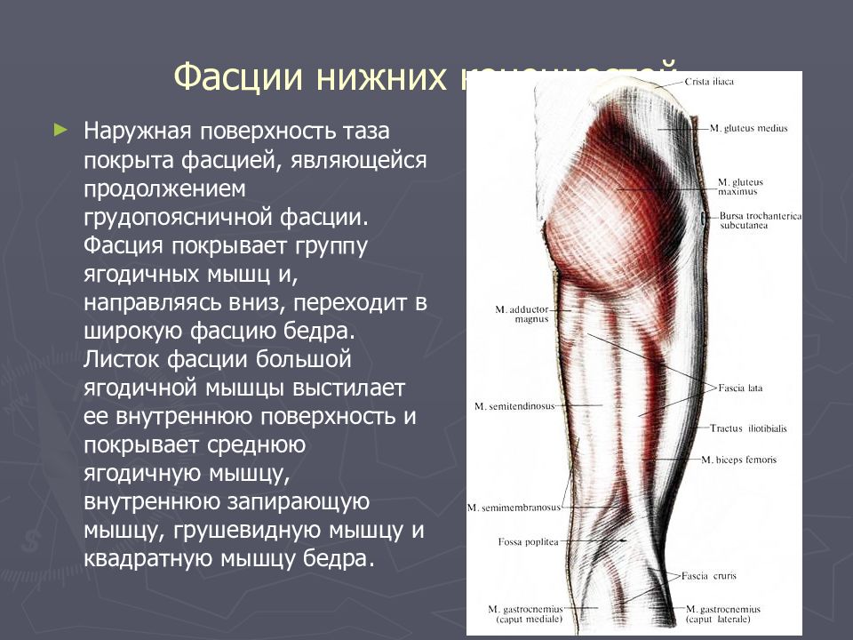 Мышцы и фасции бедра