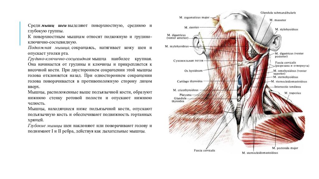 Мышцы нижней челюсти. Мышцы поднимающие нижнюю челюсть таблица. Мышцы поднимающие нижнюю челюсть анатомия. Мышцы опускающие нижнюю челюсть анатомия. Мышцы участвующие в поднимании нижней челюсти.