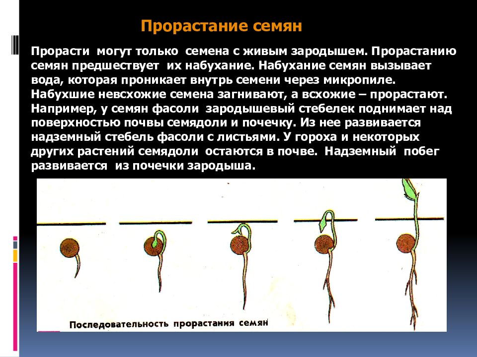 Последовательность прорастания растения. Последовательность прорастания семян. Схема прорастания семян гороха. Этапы прорастания семян фасоли. Последовательность этапов прорастания семени