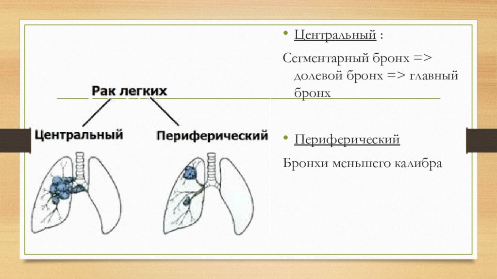 Отличия легких