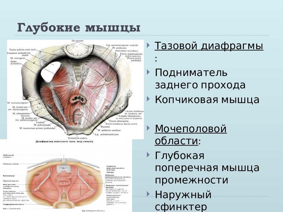 Diaphragm Porn