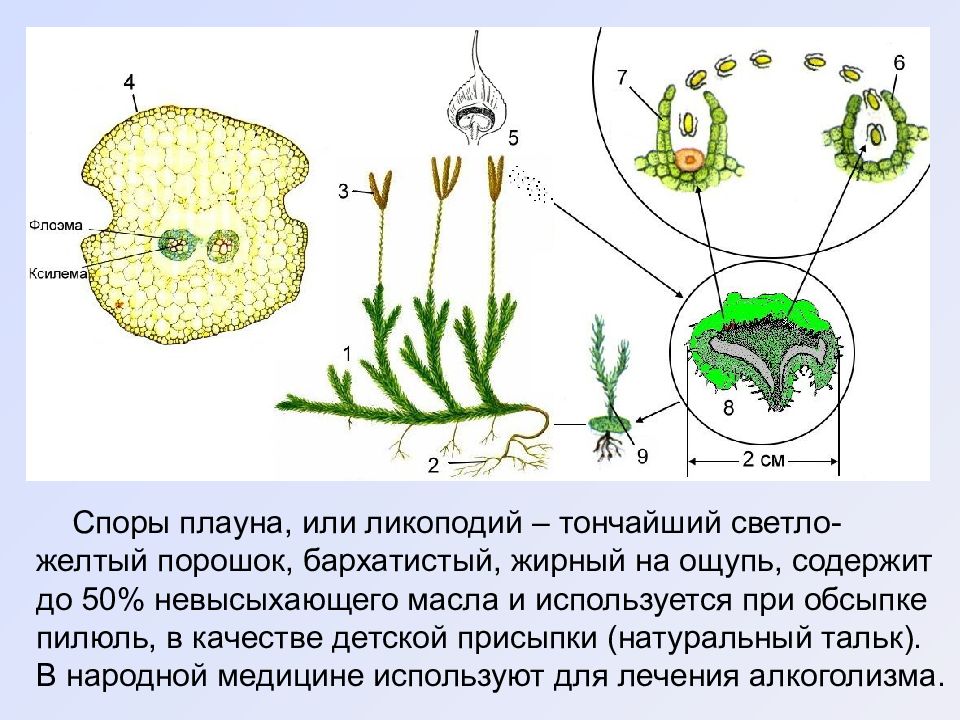 Строение плауна рисунок