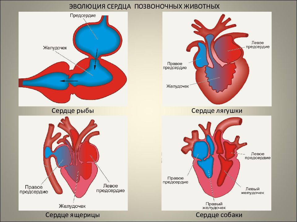 Круг кровообращения рыб схема