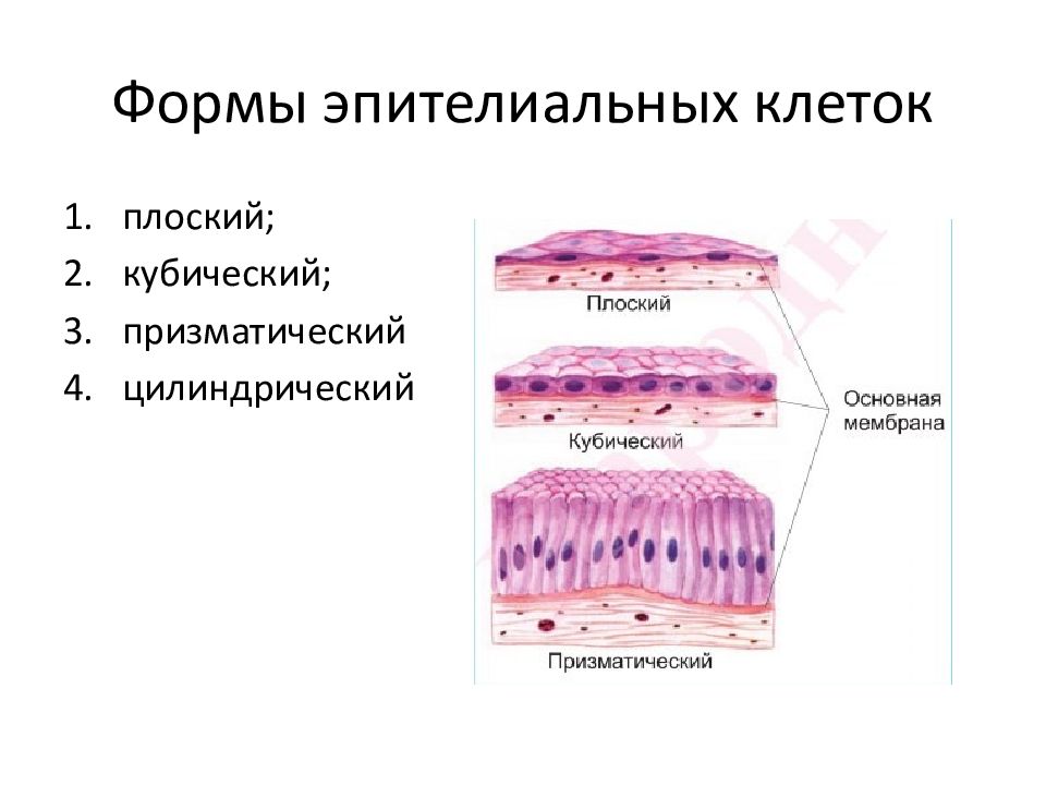 Плоский кубический цилиндрический эпителий. Эпителиальная ткань плоский кубический цилиндрический. Формы эпителиальных клеток.