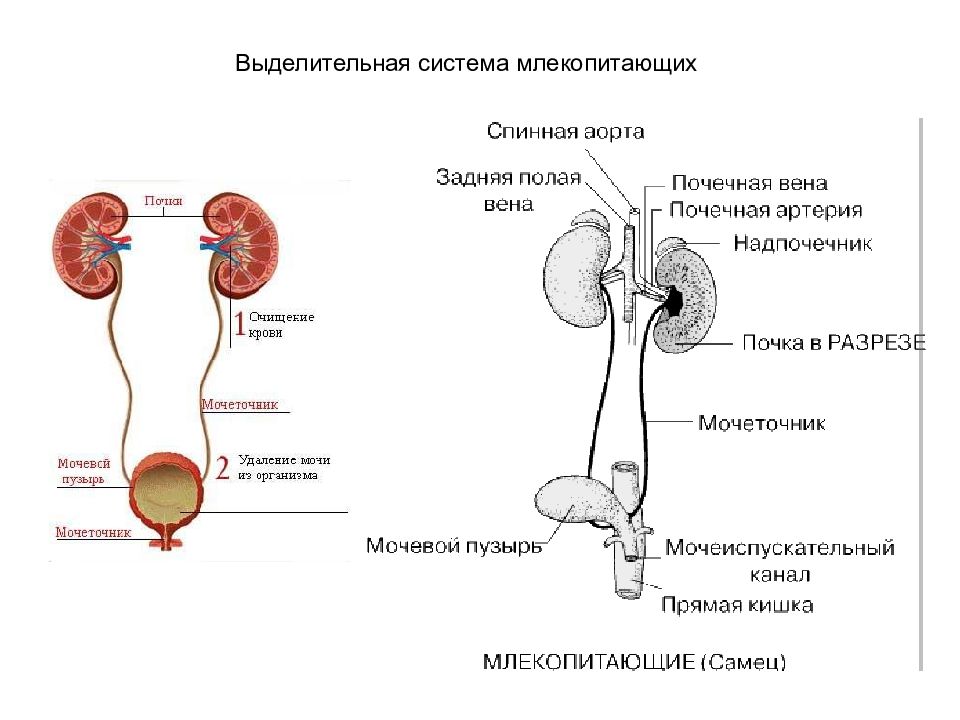 Выделительная система млекопитающих картинки