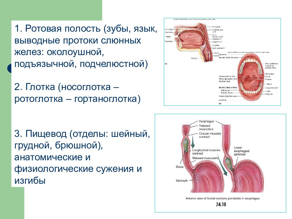 Язык пищевод. Сужения пищевода анатомические и физиологические. Анатомические и физиологические сужения.