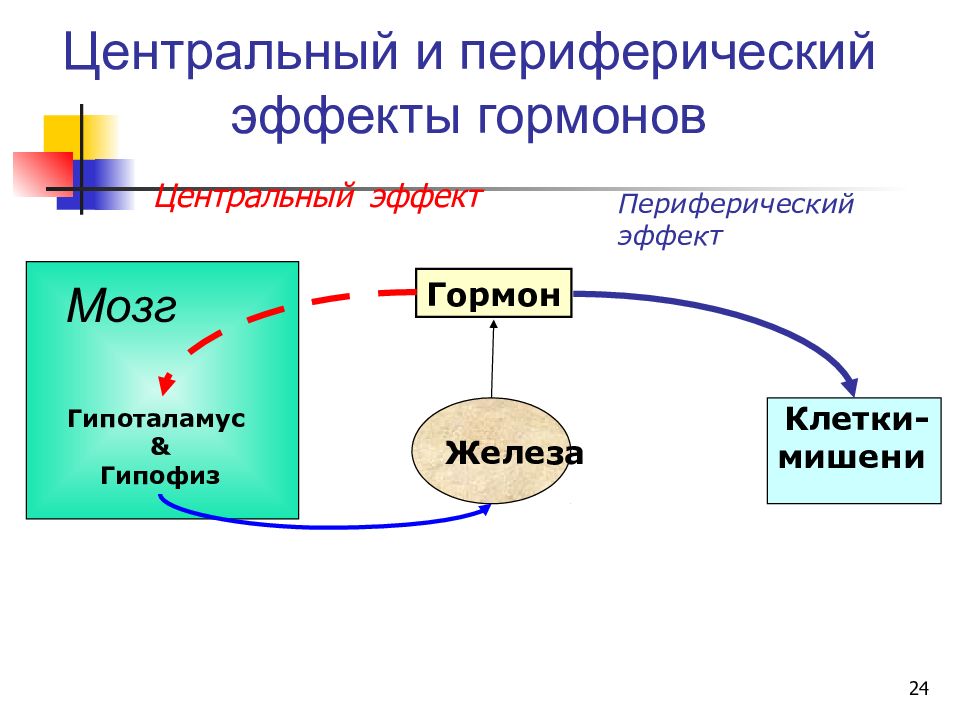 Эффект гормональных