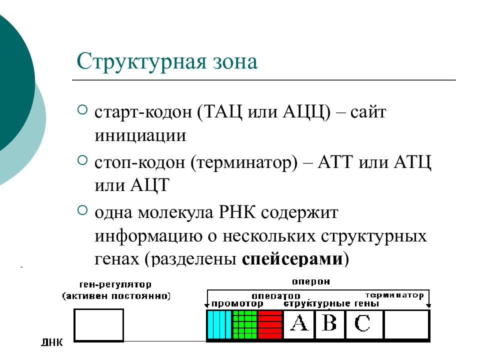 Стартовый кодон какой. Старт кодон. Стартовый кодон. Стоп кодоны ИРНК.