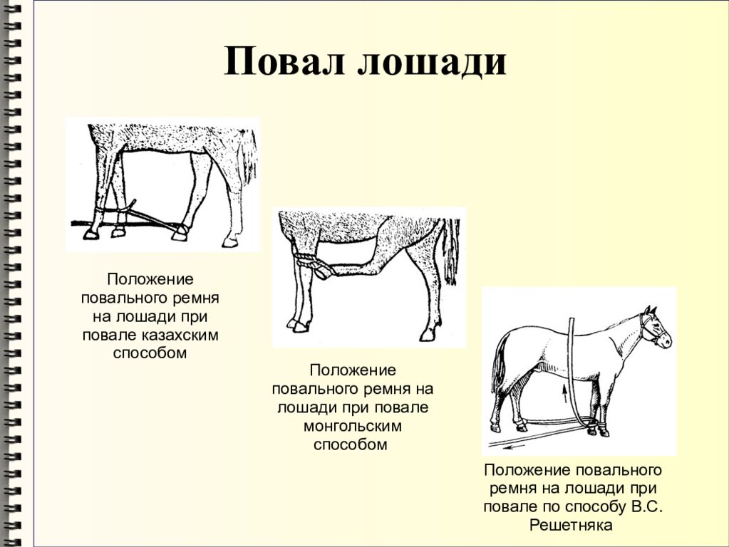 Положение животных. Методы фиксации и повала лошадей. Русский метод повала лошади. Белорусский метод повала лошадей. Повал лошади по Решетняку.