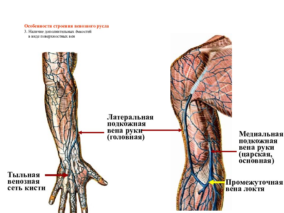 Презентация артерии и вены верхней конечности