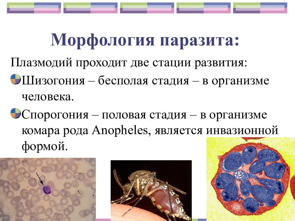 Малярия возбудитель. Малярийный плазмодий морфология. Малярия морфология. Морфология малярийного плазмодия кратко. Морфология паразитов малярийного.