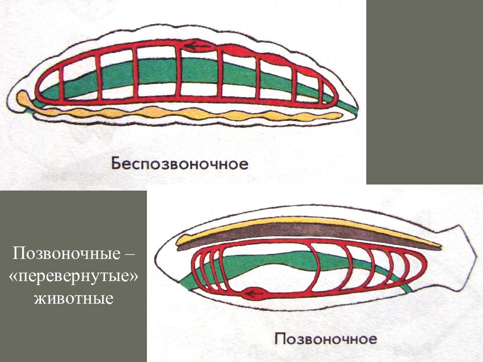 Хордовые позвоночные. Строение беспозвоночных. Строения хордового животного. Общий план строения хордовых животных. План строения беспозвоночных и хордовых.