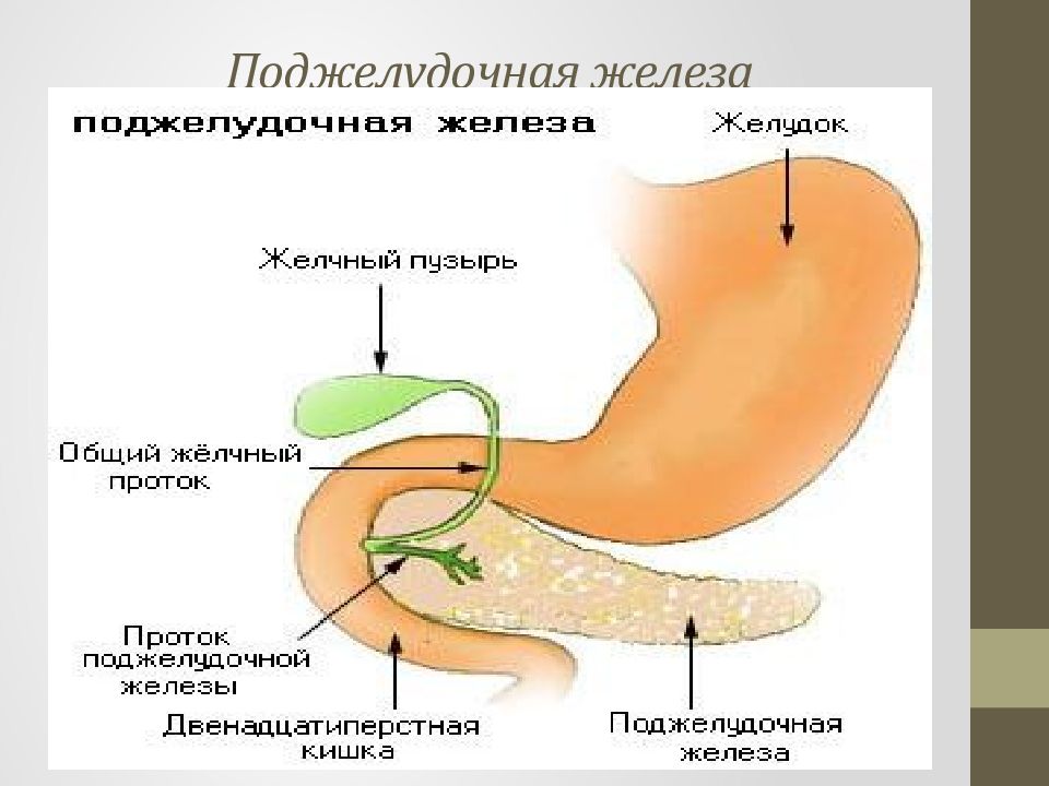 Печень желчный пузырь поджелудочная железа анатомия. Пузырный проток желчного пузыря. П о д ж е лудочная железа. Печень и желчный. Заболевания желчевыводящих путей и поджелудочной железы.