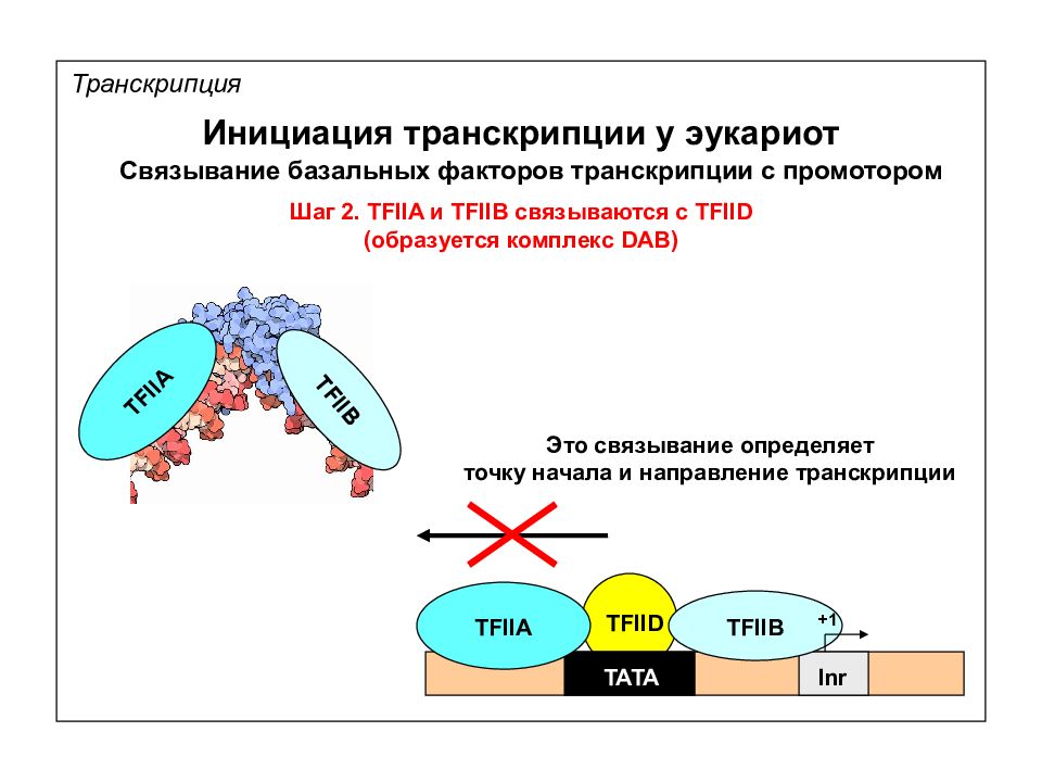 Факторы транскрипции эукариот. Инициация транскрипции у эукариот инициация. Механизм инициации транскрипции генов эукариот. Транскрипционные факторы эукариот. Транскрипция у эукариот.