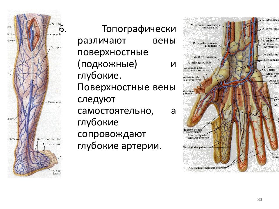 Поверхностные вены