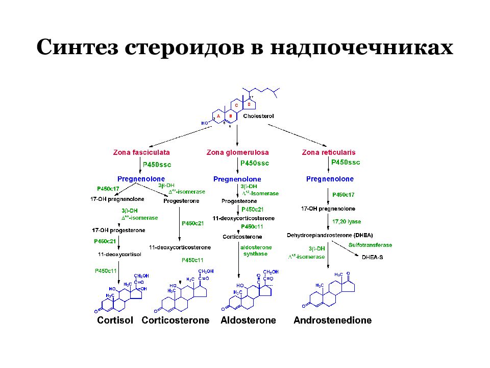 Образование гормонов надпочечников. Схема синтеза стероидных гормонов. Схема синтеза половых гормонов. Синтез гормонов надпочечников схема. Синтез стероидных гормонов из холестерина схема.