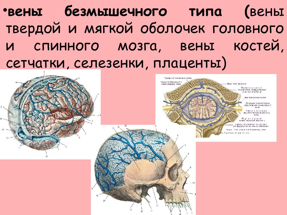 Венозная кость. Безмышечные вены головы. Типы вены мозговых оболочек. Тип вен мозговых оболочек, костей. Вены мозговых оболочек костей таблица.