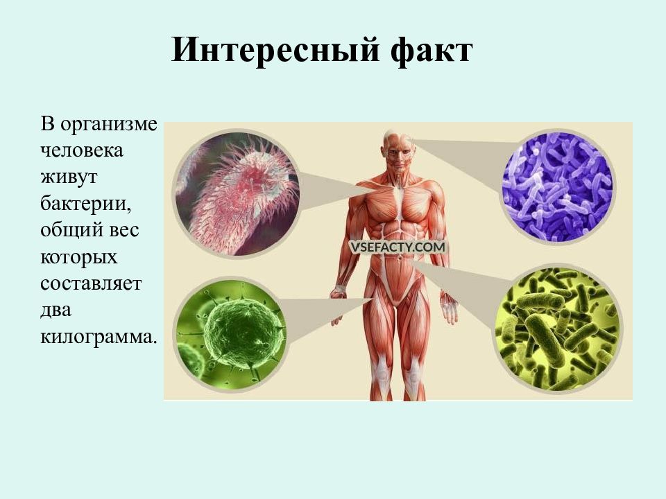 Интересные факты о бактериях презентация